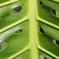 Köstliches Fensterblatt (Monstera deliciosa)